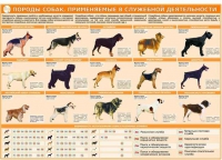 Комплект плакатов "Кинология" - «globural.ru» - Великие Луки