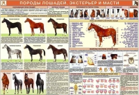 Комплект плакатов "Служебное коневодство" - «globural.ru» - Великие Луки