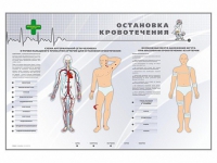 Электрифицированный стенд "Остановка кровотечения" - «globural.ru» - Великие Луки