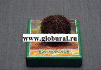 Сухой препарат "Еж морской" - «globural.ru» - Великие Луки