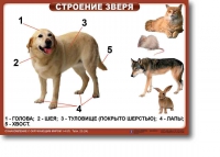 Ознакомление с окружающим миром. 1-4 класс. Комплект таблиц. Наглядные пособия для начальной школы, учебные пособия - «globural.ru» - Великие Луки