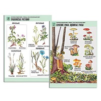 Комплект таблиц для начальной школы "Окружающий мир. Грибы. Растительный мир" - «globural.ru» - Великие Луки