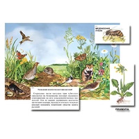 Магнитный плакат-аппликация "Луг: биоразнообразие и взаимосвязи в сообществе" - «globural.ru» - Великие Луки