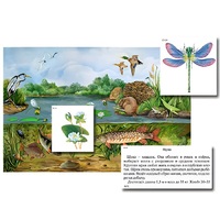 Магнитный плакат-аппликация "Водоем: биоразнообразие и взаимосвязи в сообществе" - «globural.ru» - Великие Луки