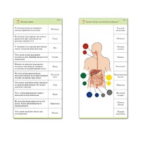 Комплект карточек (10) "Обучающий калейдоскоп. Человек" - «globural.ru» - Великие Луки