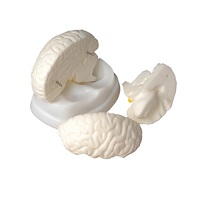 Модель мозга в разрезе - «globural.ru» - Великие Луки