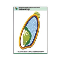 Рельефная таблица "Зерновка пшеницы" (формат А1, матовое ламинир.) - «globural.ru» - Великие Луки