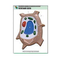 Рельефная таблица "Растительная клетка" (формат А1, матовое ламинир.) - «globural.ru» - Великие Луки