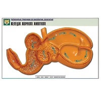 Рельефная таблица "Желудок жвачного животного" (формат А1, матовое ламинир.) - «globural.ru» - Великие Луки