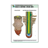 Рельефная таблица "Внешнее и внутреннее строение корня" (формат А1, матовое ламинир.) - «globural.ru» - Великие Луки