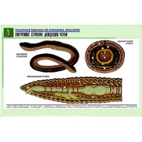 Рельефная таблица "Внутреннее строение дождевого червя" (формат А1, матовое ламинир.) - «globural.ru» - Великие Луки