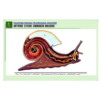 Рельефная таблица "Внутреннее строение брюхоногого моллюска" (формат А1, матовое ламинир.) - «globural.ru» - Великие Луки