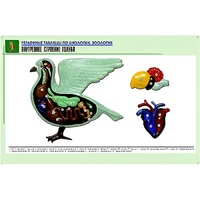 Рельефная таблица "Внутреннее строение голубя" (формат А1, матовое ламинир.) - «globural.ru» - Великие Луки