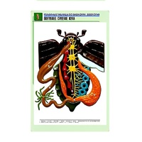 Рельефная таблица "Внутреннее строение жука" (формат А1, матовое ламинир.) - «globural.ru» - Великие Луки