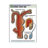 Рельефная таблица "Внутреннее строение гидры" (формат А1, матовое ламинир.) - «globural.ru» - Великие Луки