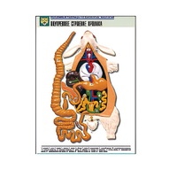 Рельефная таблица "Внутреннее строение кролика" (формат А1, матовое ламинир.) - «globural.ru» - Великие Луки