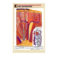 Рельефная таблица "Почка. Макро-микростроение" - «globural.ru» - Великие Луки