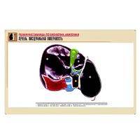 Рельефная таблица "Печень. Висцеральная поверхность" (формат А1, матовое ламинир.) - «globural.ru» - Великие Луки