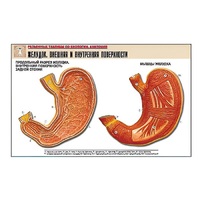 Рельефная таблица "Желудок. Внешняя и внутренняя поверхности" (формат А1, матовое ламинир.) - «globural.ru» - Великие Луки