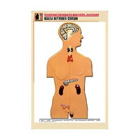 Рельефная таблица "Железы внутренней секреции" (формат А1, матовое ламинир.) - «globural.ru» - Великие Луки