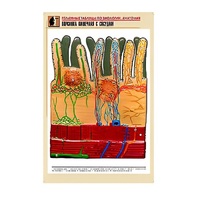 Рельефная таблица "Ворсинка кишечная с сосудом" (формат А1, матовое ламинир.) - «globural.ru» - Великие Луки