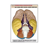 Рельефная таблица "Доли и извилины нижней поверхности полушарий головного мозга" - «globural.ru» - Великие Луки