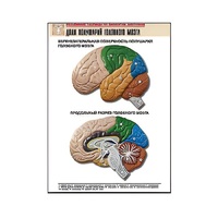 Рельефная таблица "Доли полушарий головного мозга" - «globural.ru» - Великие Луки
