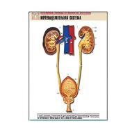 Рельефная таблица "Мочевыделительная система" (формат А1, матовое ламинир.) - «globural.ru» - Великие Луки