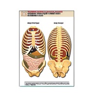 Рельефная таблица "Расположение органов грудной и брюшной полостей по отношению к скелету"(формат А1, лам.) - «globural.ru» - Великие Луки