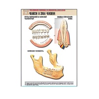 Рельефная таблица "Челюсти и зубы человека" (формат А1, матовое ламинир.) - «globural.ru» - Великие Луки