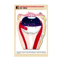 Рельефная таблица "Глаз. Строение" (формат А1, матовое ламинир.) - «globural.ru» - Великие Луки