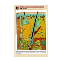 Рельефная таблица "Кожа. Разрез" (формат А1, матовое ламинир.) - «globural.ru» - Великие Луки