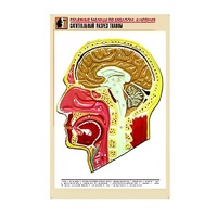 Рельефная таблица "Сагиттальный разрез головы" (формат А1, матовое ламинир.) - «globural.ru» - Великие Луки