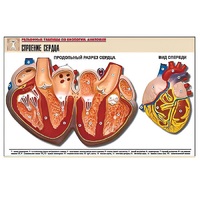 Рельефная таблица "Строение сердца" (формат А1, матовое ламинир.) - «globural.ru» - Великие Луки