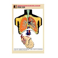Рельефная таблица "Строение легких" (формат А1, матовое ламинир.) - «globural.ru» - Великие Луки
