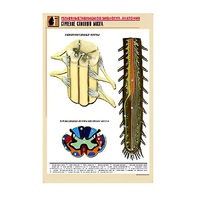 Рельефная таблица "Строение спинного мозга " (формат А1, матовое ламинир.) - «globural.ru» - Великие Луки