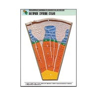Рельефная таблица "Клеточное строение стебля" (формат А1, матовое ламинир.) - «globural.ru» - Великие Луки