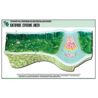 Рельефная таблица "Клеточное строение листа" (формат А1, матовое ламинир.) - «globural.ru» - Великие Луки