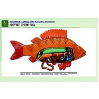 Рельефная таблица "Внутреннее строение рыбы" (формат А1, матовое ламинир.) - «globural.ru» - Великие Луки
