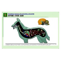 Рельефная таблица "Внутреннее строение собаки" (формат А1, матовое ламинир.) - «globural.ru» - Великие Луки