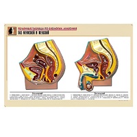 Рельефная таблица "Таз мужской и женский" (формат А1, матовое ламинир.) - «globural.ru» - Великие Луки