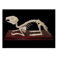 Скелет кролика - «globural.ru» - Великие Луки