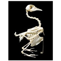 Скелет голубя - «globural.ru» - Великие Луки