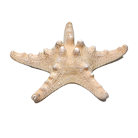 Сухой препарат "Звезда морская" (вариант 2) - «globural.ru» - Великие Луки