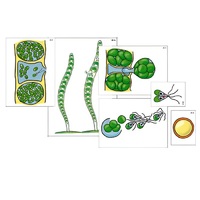 Модель-аппликация "Размножение многоклеточной водоросли" (ламинированная) - «globural.ru» - Великие Луки