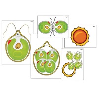 Модель-аппликация "Размножение одноклеточной водоросли" (ламинированная) - «globural.ru» - Великие Луки