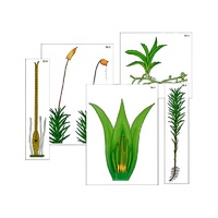 Модель-аппликация "Размножение мха" (ламинированная) - «globural.ru» - Великие Луки