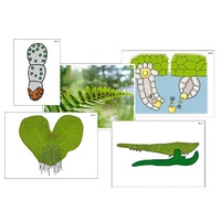 Модель-аппликация "Размножение папоротника" (ламинированная) - «globural.ru» - Великие Луки