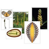 Модель-аппликация "Размножение сосны" (ламинированная) - «globural.ru» - Великие Луки