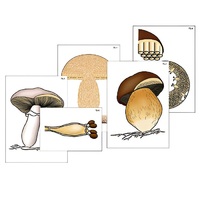 Модель-аппликация "Размножение шляпочного гриба" (ламинированная) - «globural.ru» - Великие Луки